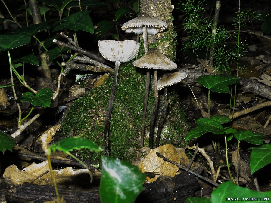 Mycena polygramma